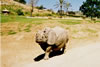 rhino-1.jpg (47,609 bytes)